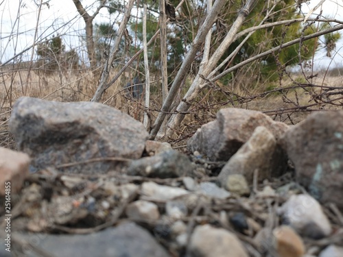 Wallpaper Mural Beautiful scenic view of rocks near the forest, stone on the grass Torontodigital.ca