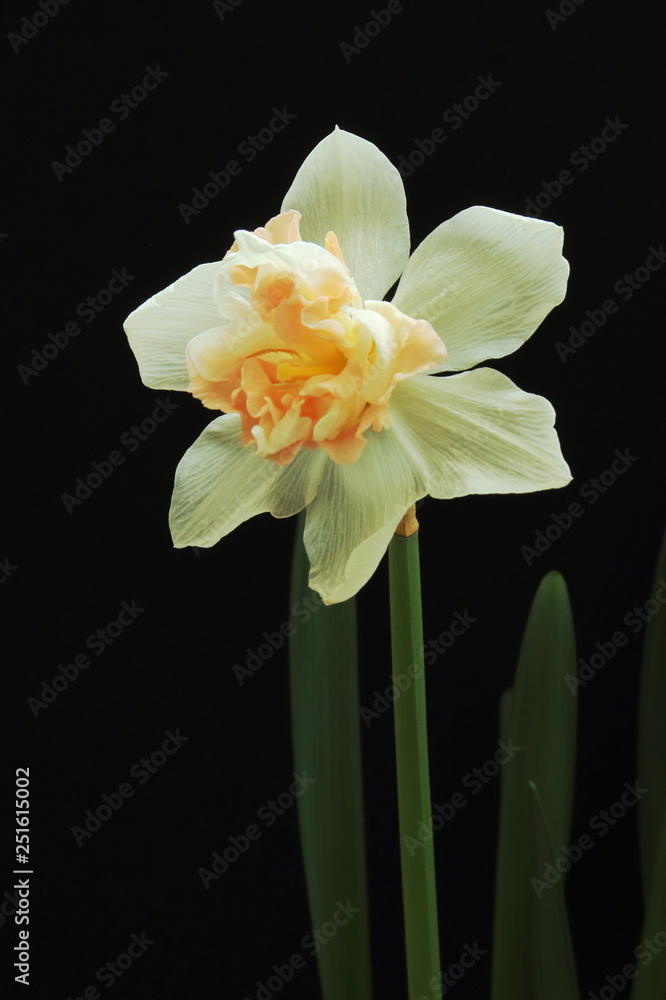 Beautiful white narcissus on dark background. Congratulatory concept for Mother’s day, lovers day, wedding day, birthday. Play of light and shadow. Beautiful white narcissus on dark background. Congratulatory concept for Mother’s day, lovers day, wedding day, birthday. Play of light and shadow.