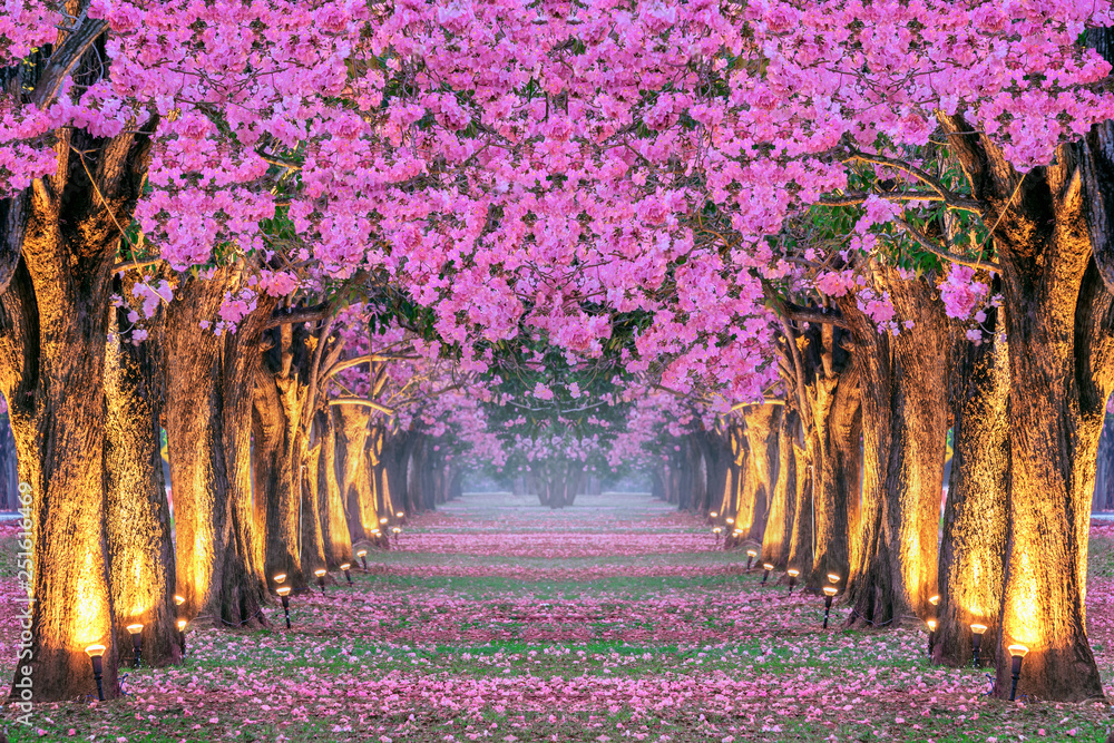 Fototapeta premium Rows of Beautiful pink flowers trees.
