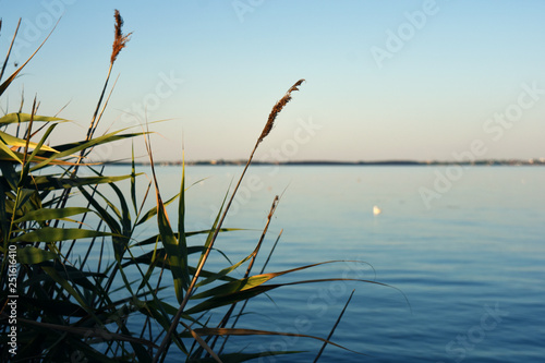tall reeds on the coast of the sea