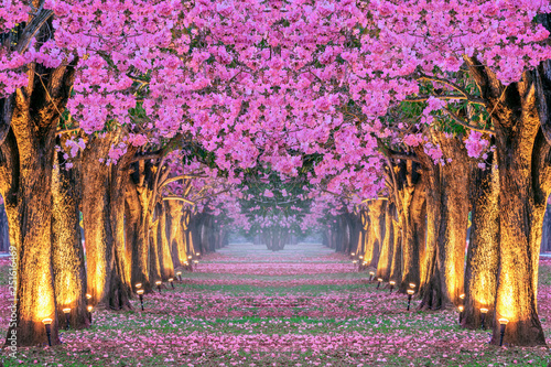 Rows of Beautiful pink flowers trees. © tawatchai1990