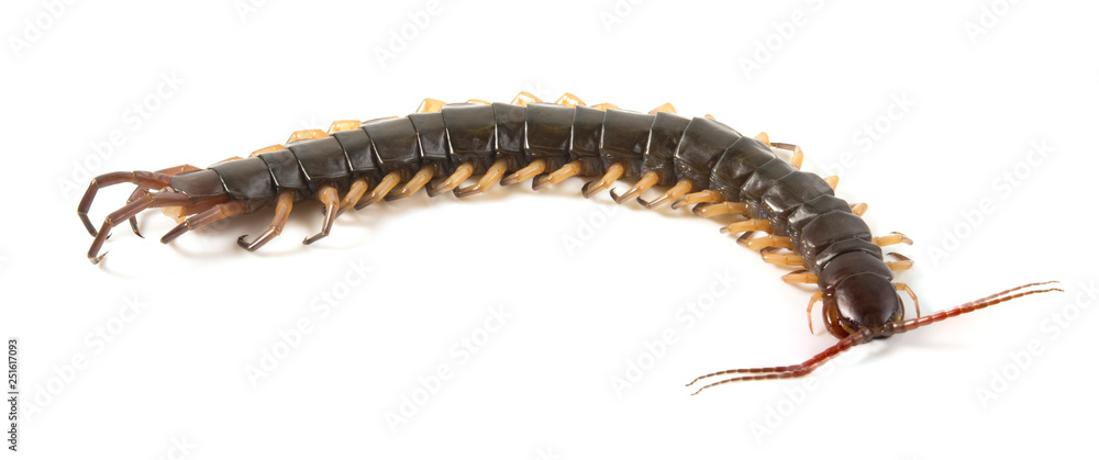 centipede isolated photography on a white background centipede isolated photography on a white background