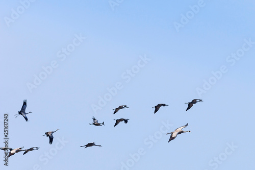 Flock of common cranes