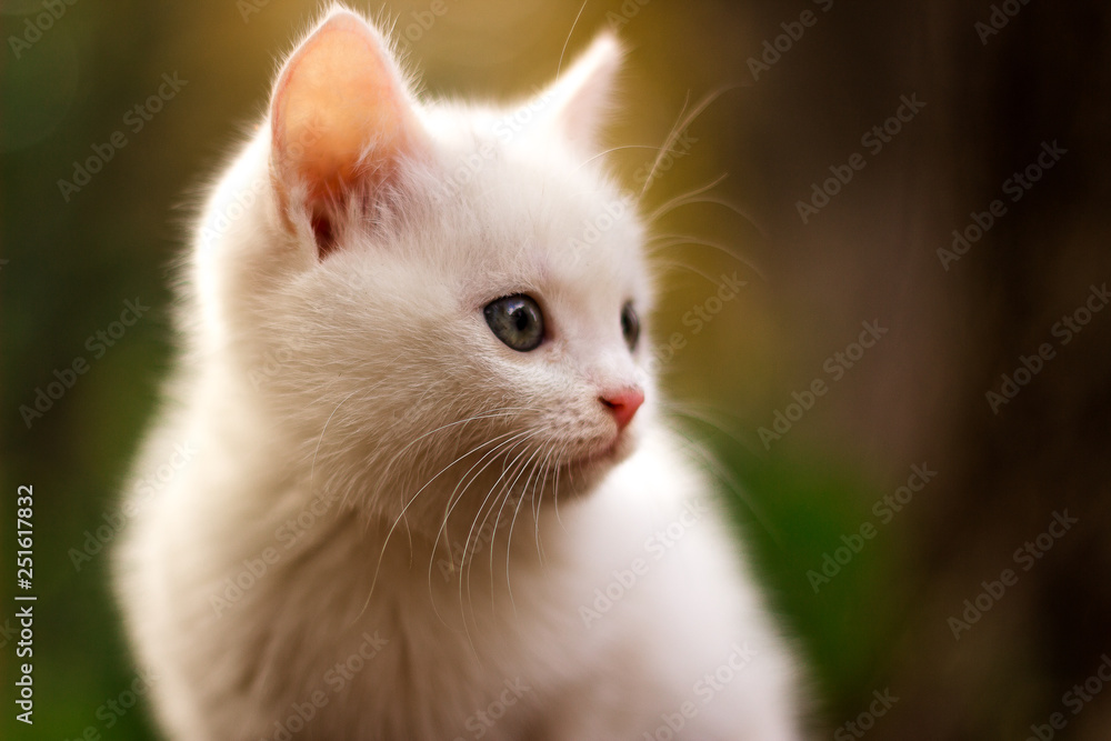 Adorable white cat sitting in garden and looking in distance. Colorful background with autumn colors Adorable white cat sitting in garden and looking in distance. Colorful background with autumn colors