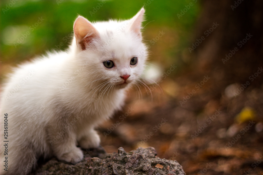 Fototapeta premium A white cat lying on the big rock in the forest on a sunny day.