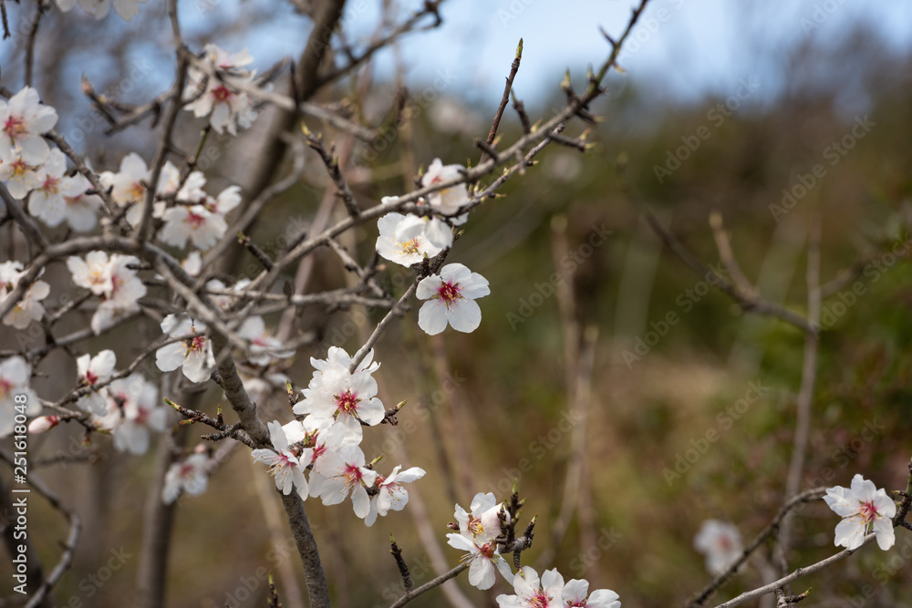 Cherry blossoms on the Cote d'Azur Cherry blossoms on the Cote d'Azur