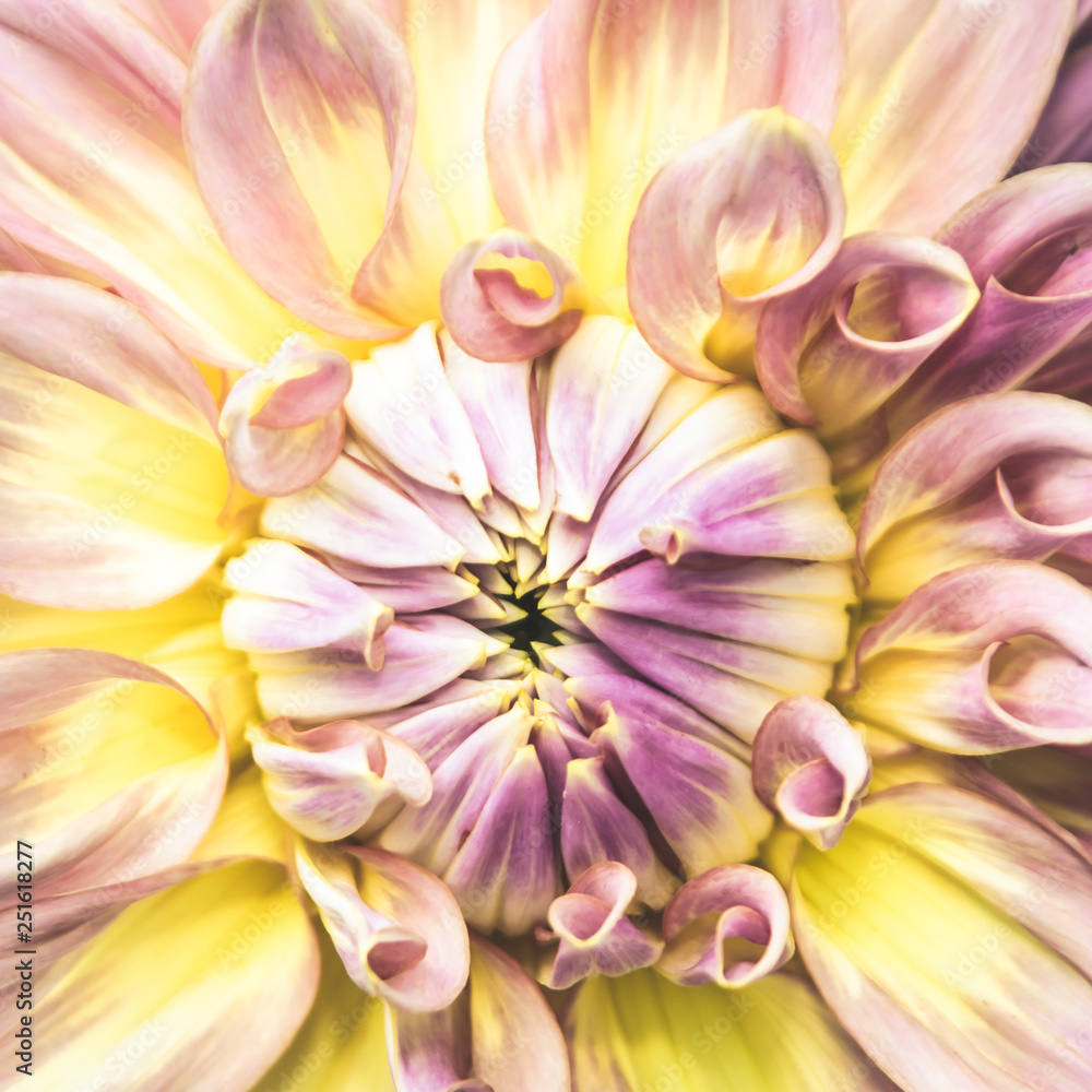 Pink dahlia pinnata single flower petal in isolated close up details in muted elegant filter