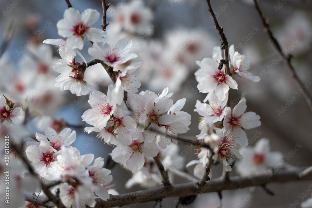 Cherry blossoms on the Cote d'Azur Cherry blossoms on the Cote d'Azur