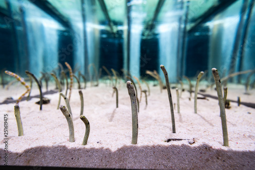 Gorgasia preclara in the aquarium. photo