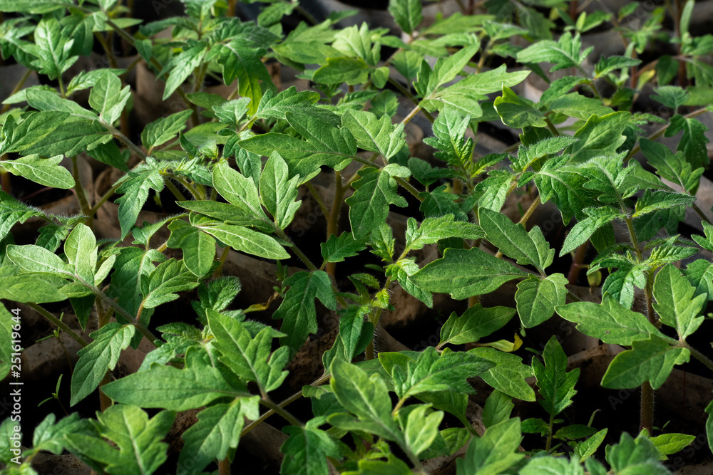 Growing tomato seedlings. Small sprouts of tomato seedlings growing in the greenhouse, February, March. Top view, flat lay, close-up Growing tomato seedlings. Small sprouts of tomato seedlings growing in the greenhouse, February, March. Top view, flat lay, close-up