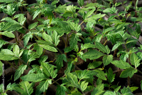 Wallpaper Mural Growing tomato seedlings. Small sprouts of tomato seedlings growing in the greenhouse, February, March. Top view, flat lay, close-up Torontodigital.ca