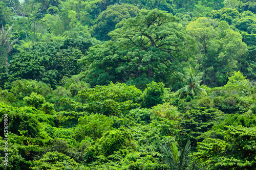 Tropical lush greenery forest in Singapore Southeast Asia