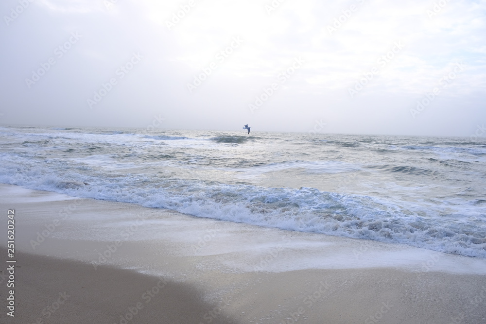 wild ocean wild ocean