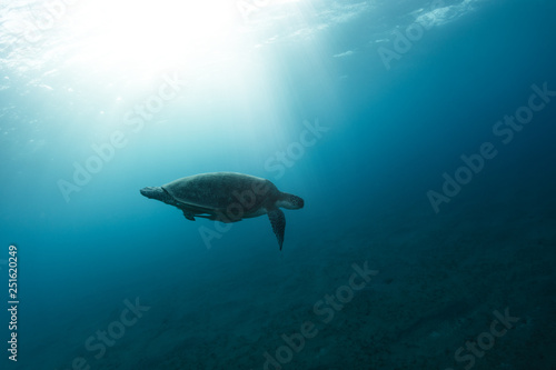 Hawksbill turtle floating in dark blue clear water