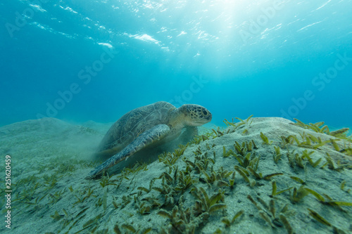 Hawksbill turtle feeding seaweed, Marsa Alam,Egypt