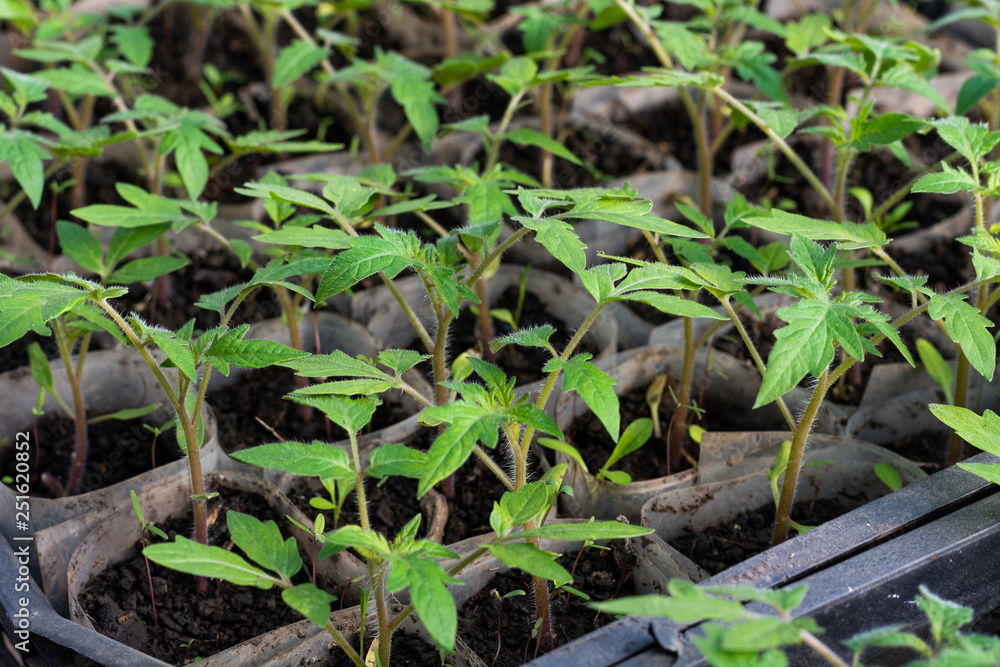 Growing tomato seedlings. Small sprouts of tomato growing in the greenhouse, close-up, February, March. Growing tomato seedlings. Small sprouts of tomato growing in the greenhouse, close-up, February, March.