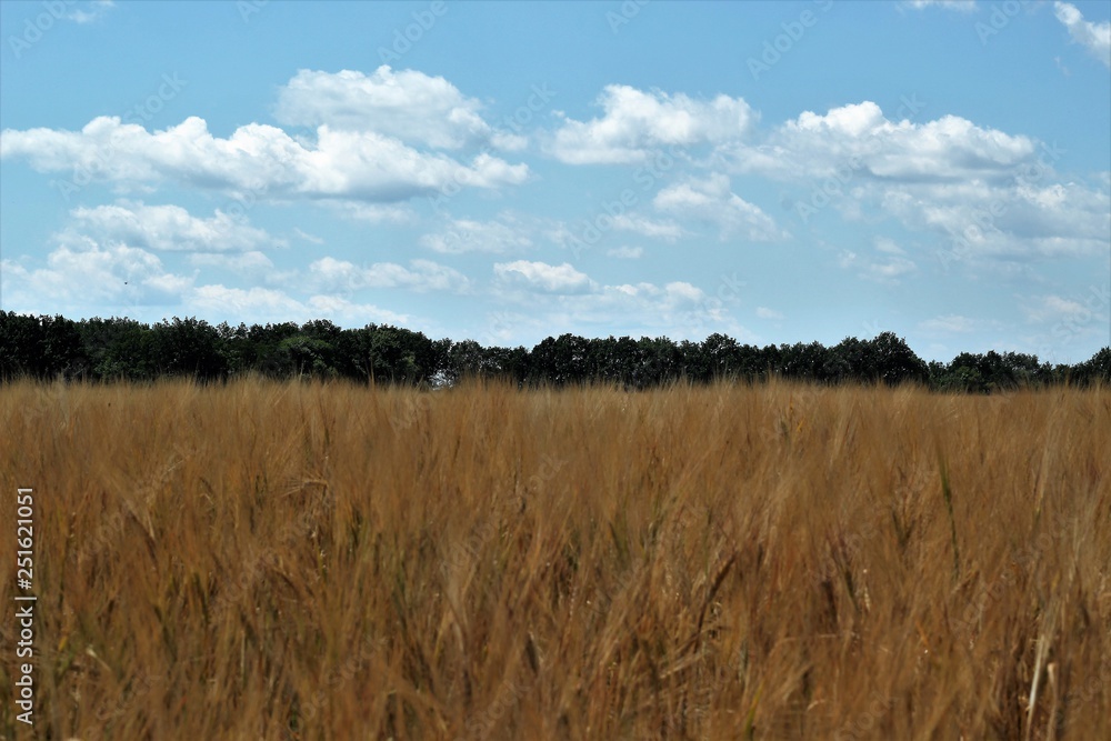 wheat field and blue sky