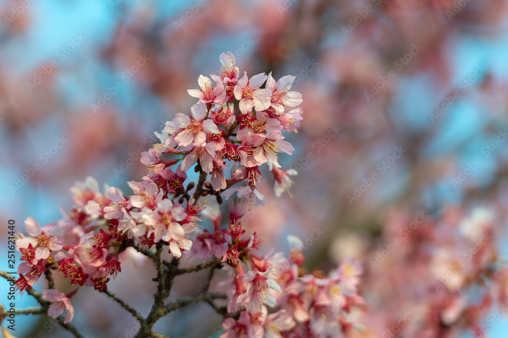 Cherry blossoms on the Cote d'Azur Cherry blossoms on the Cote d'Azur
