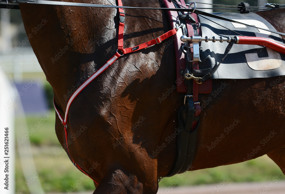 Muscles on a horse trotter breed. Harness horse racing in details