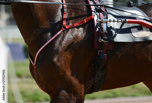 Obraz na płótnie Muscles on a horse trotter breed. Harness horse racing in details w salonie