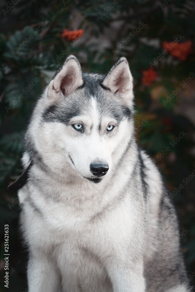 Portrait of a gray siberian husky dog in red rowan