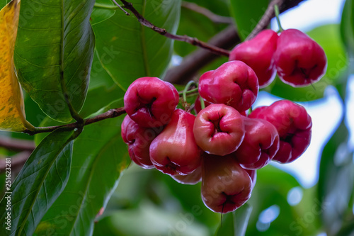 rose apple and plant