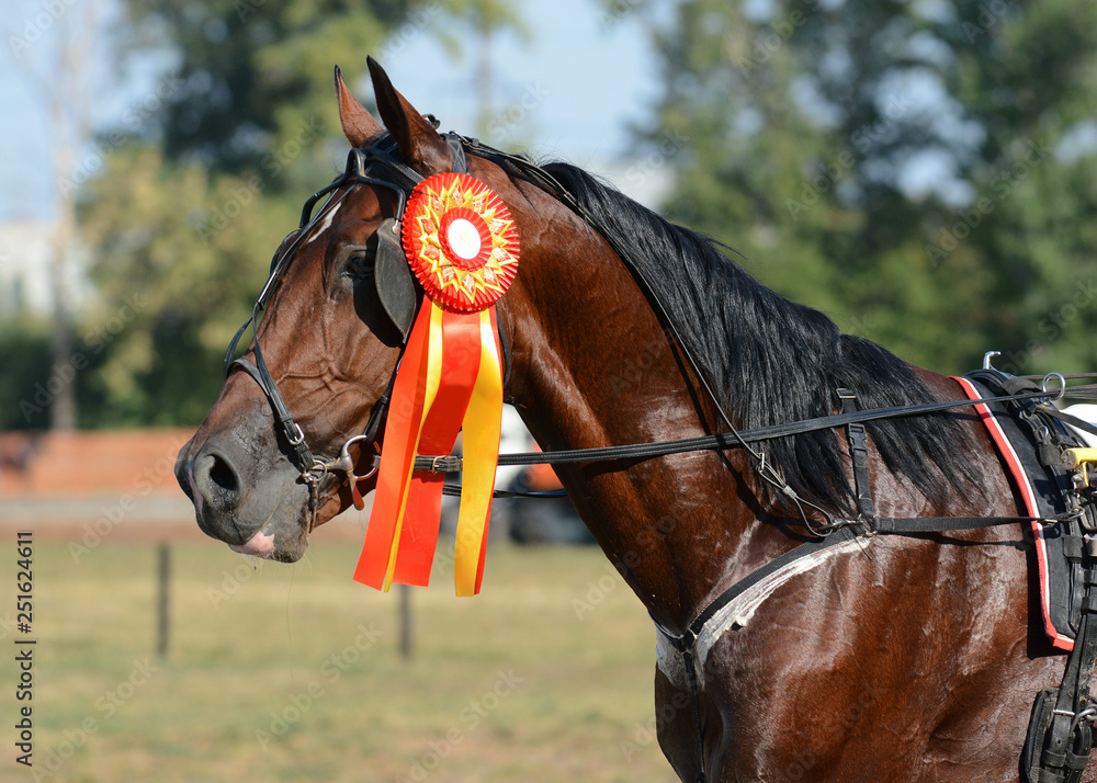 Portrait of a horse trotter breed on awarding of a horseracing