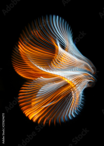 Multicolored twisted ordered parallel lines on a black background. Light in motion. Color abstraction.