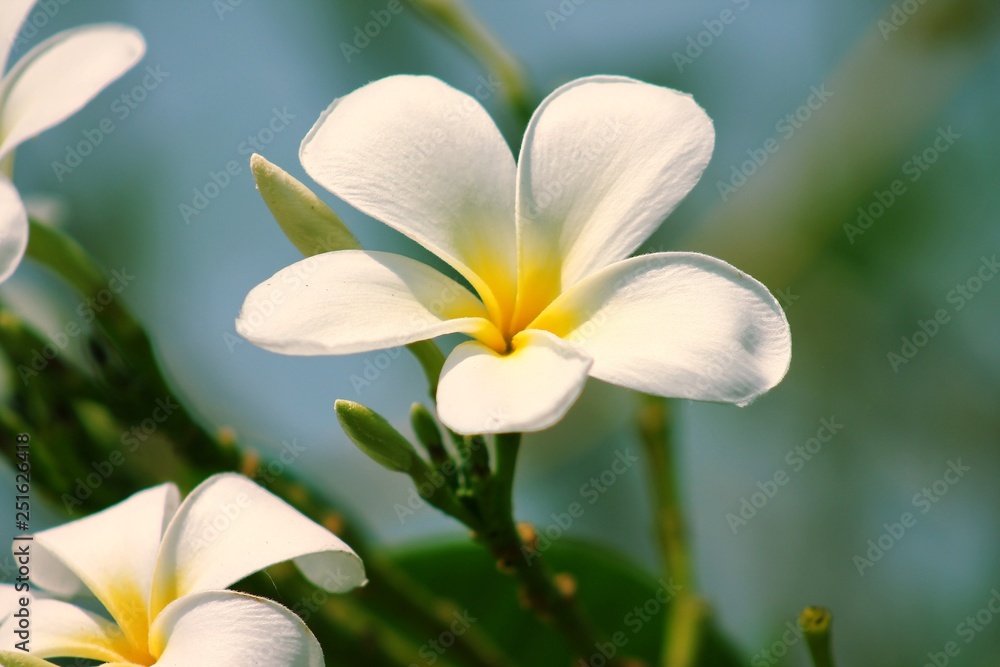 frangipani flower on green background frangipani flower on green background