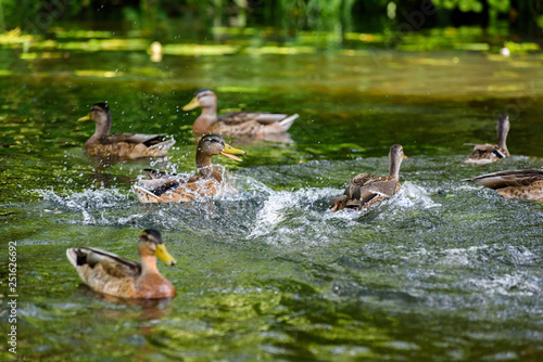 Ducks in a shady summer pond.