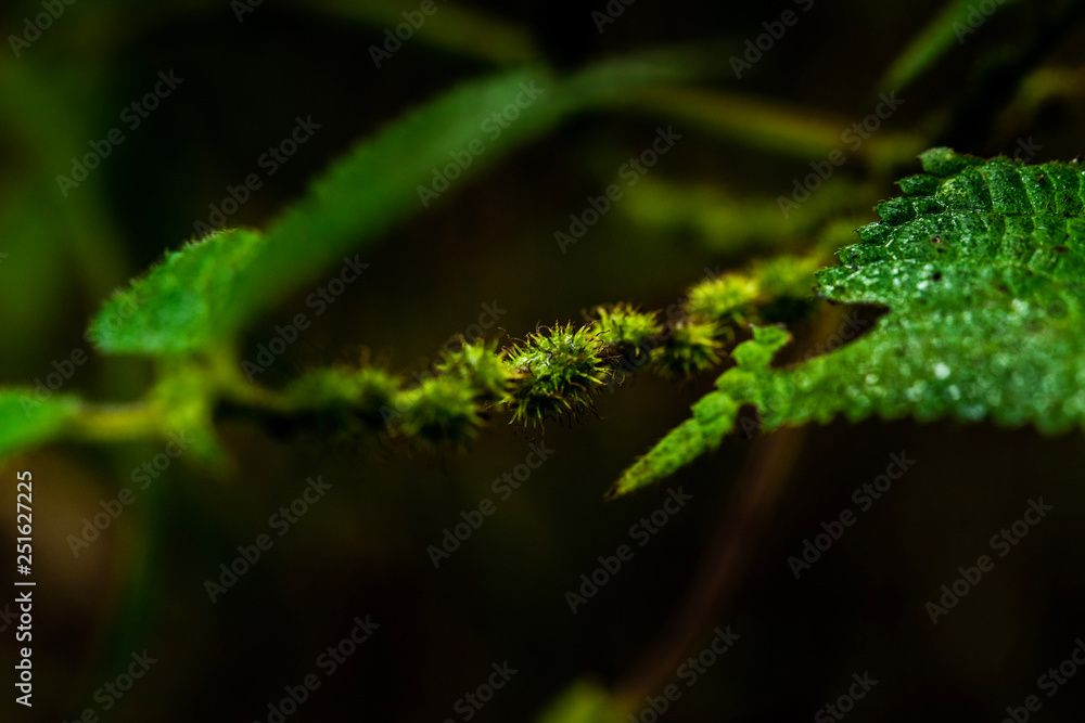ferns, mosses,fungi in the rain forests ferns, mosses,fungi in the rain forests