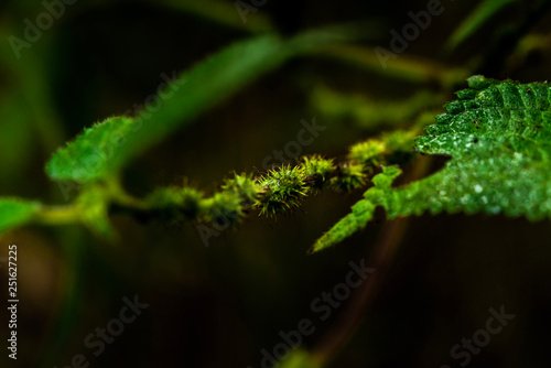 ferns, mosses,fungi in the rain forests
