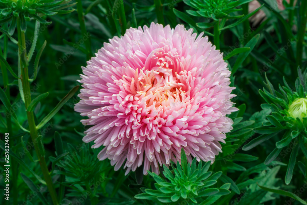 Beautiful flowers of asters on a flower bed Beautiful flowers of asters on a flower bed