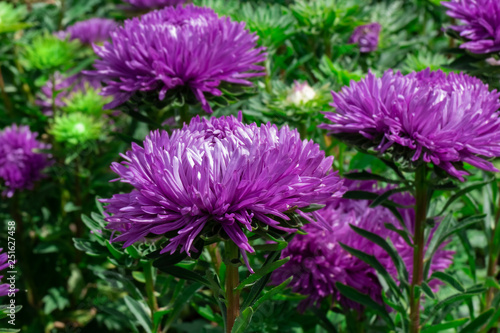 Lush fresh purple flowers asters
