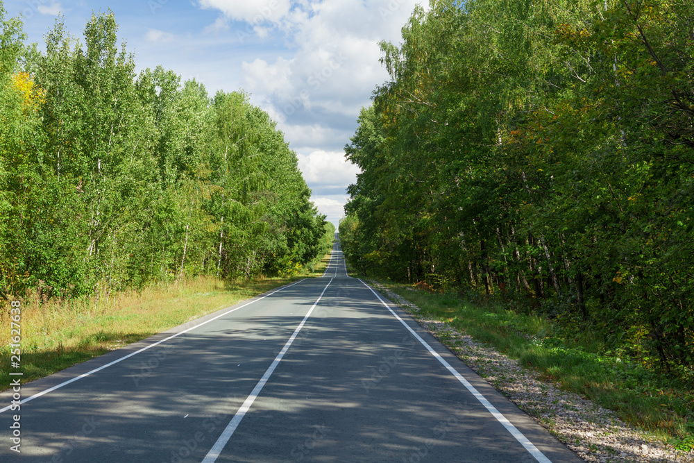 Fototapeta premium Road through the forest