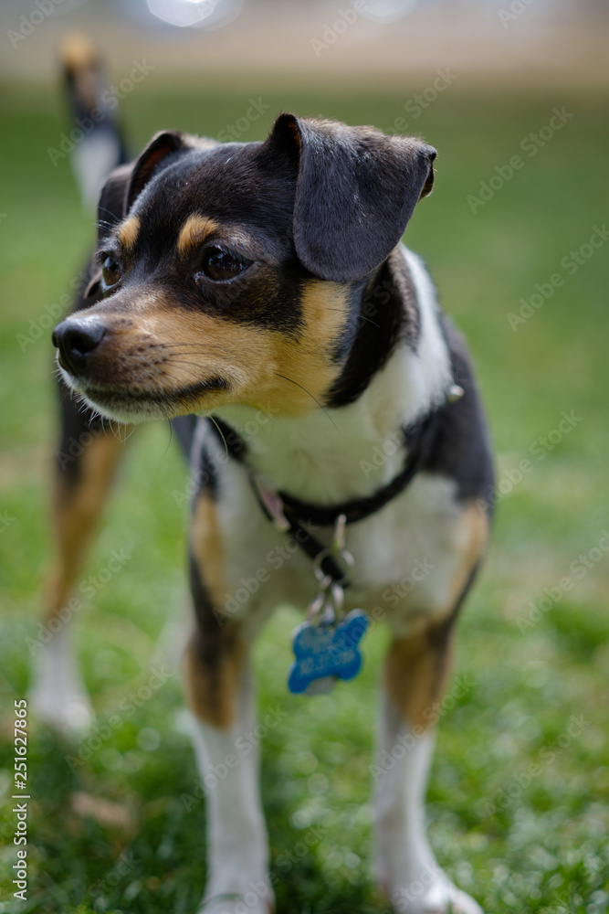 A small black and brown dog standing on grass