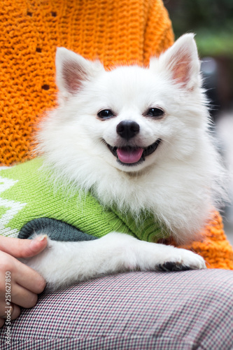 Close up of dog sitting on woman's lap outdoors