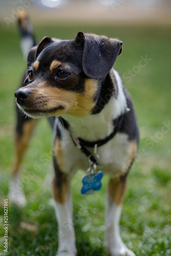 A small black and brown dog standing on grass