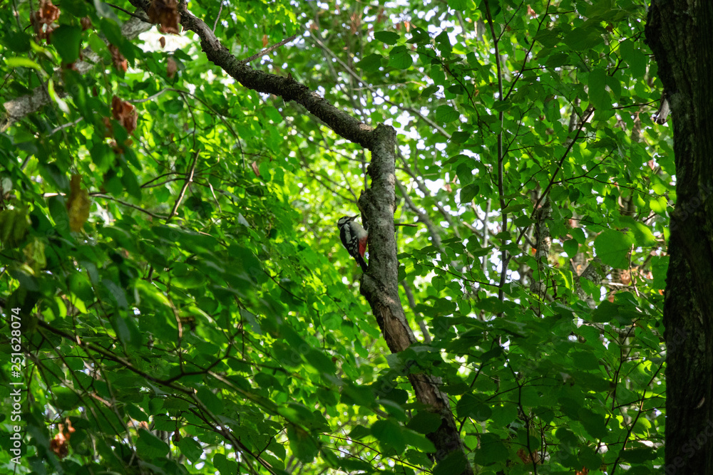 Fototapeta premium Great spotted woodpecker in tree