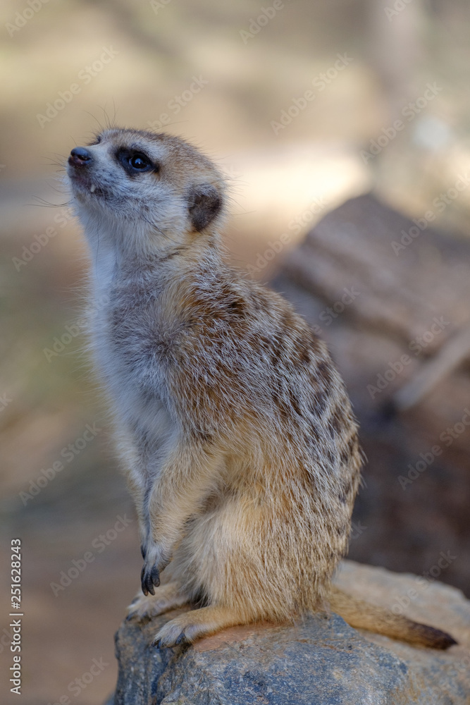 Fototapeta premium Meerkats standing on its hindlegs