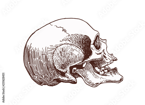 Vintage human skull, vector illustration,retro background