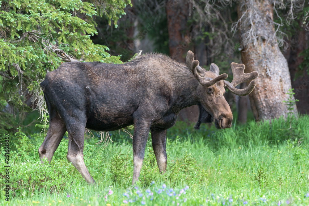 Shiras Moose in Colorado. Shiras are the smallest species of Moose in North America Shiras Moose in Colorado. Shiras are the smallest species of Moose in North America