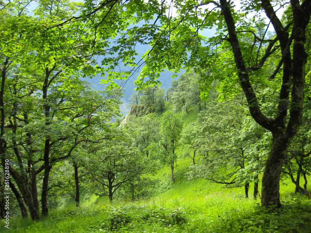 Oak forest in the mountains