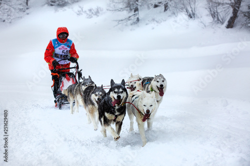 Team sled dogs running along a snowy road during heavy snow