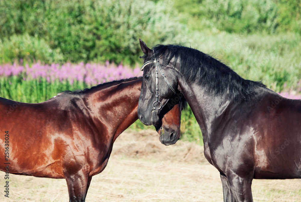 Fototapeta premium portrait of black Trakehner stallions in meadow