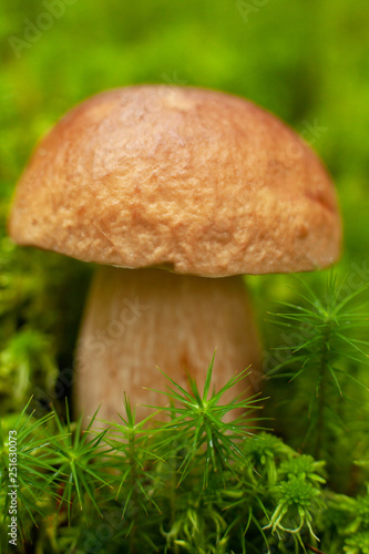 One edible mushroom in green moss.