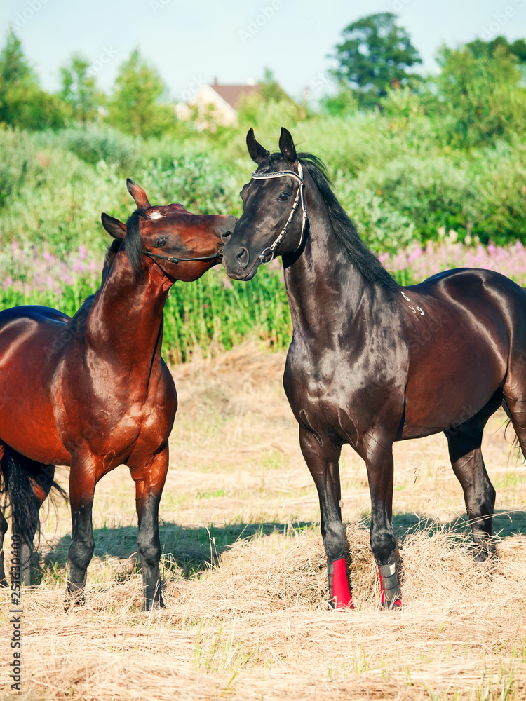 Two black and bay beautiful stallions in meadow Two black and bay beautiful stallions in meadow