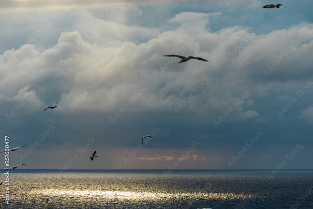 Wolken über Meer mit fliegenden Seevögeln