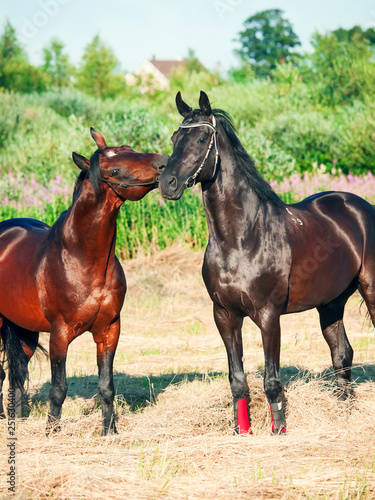 Two black and bay beautiful stallions in meadow