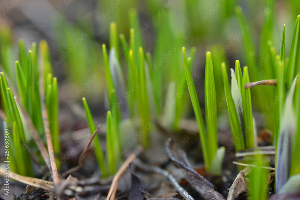 Obraz premium Closeup of fresh green leaves are growing out from the earth after the winter